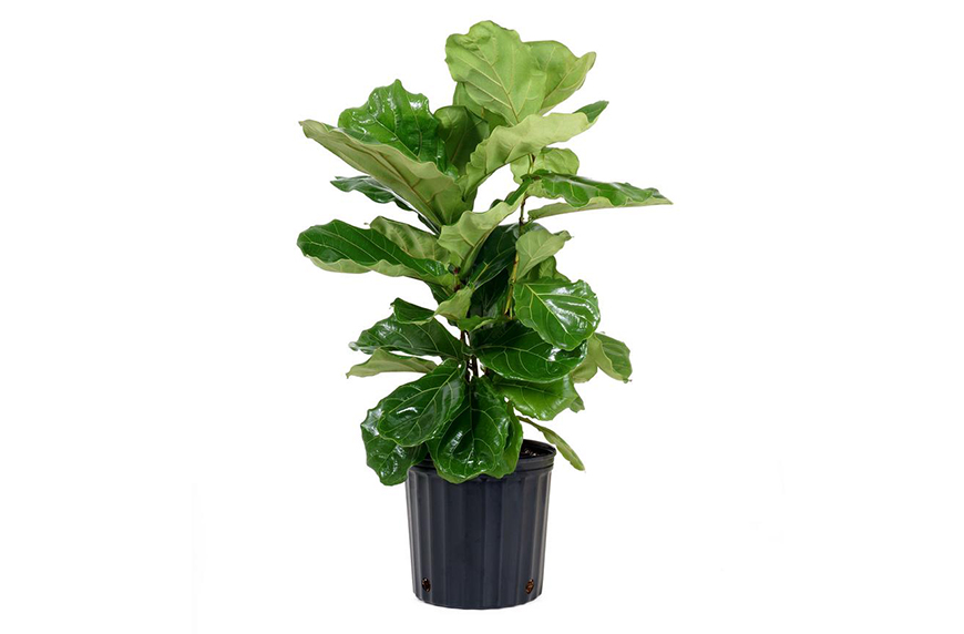 How To Care for Your Fiddle-Leaf Fig, the Most Dramatic o... | theSkimm