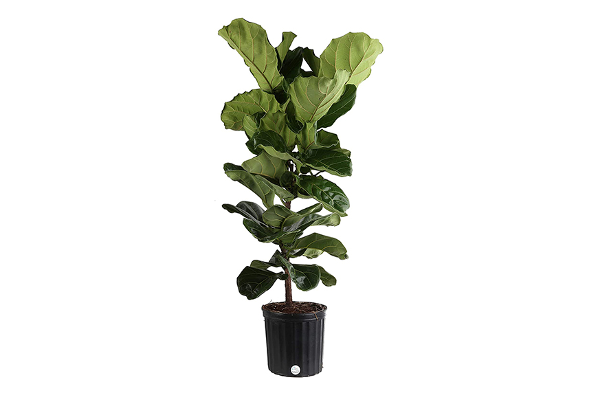How To Care for Your Fiddle-Leaf Fig, the Most Dramatic o... | theSkimm